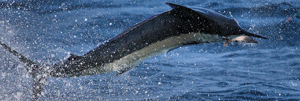 blue marlin fishing in Floridas gulf stream